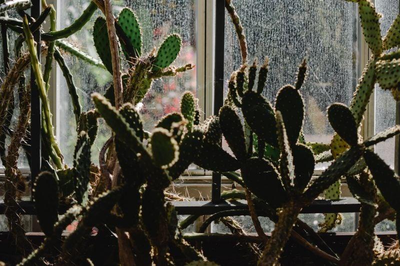 Evde Kaktüs Bakımı Nasıl Yapılmalı? - ECANTA