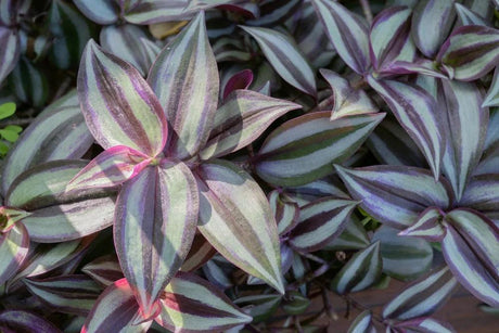 Telgraf Çiçeği Bakım Nasıl Yapılır? - ECANTA